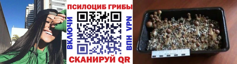 Галлюциногенные грибы Psilocybe  Купить закладки  Воскресенск 